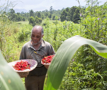 © FAO / Giulio Napolitano