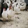 Kipster: la fattoria che rispetta gli animali